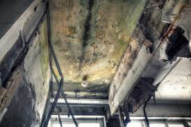 Best Attic Mold Removal  in Lone Pine, CA